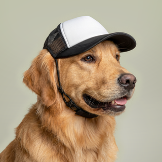 BRBD Top Paddock Dog Cap – Goodest Dog Edition